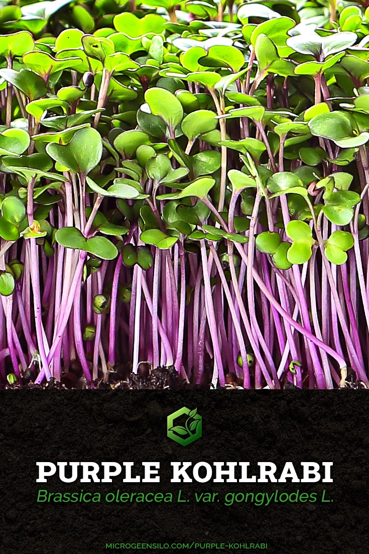 Purple Kohlrabi Brassica oleracea Microgreens