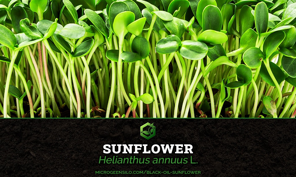 Black Oil Sunflower Helianthus annuus Microgreens