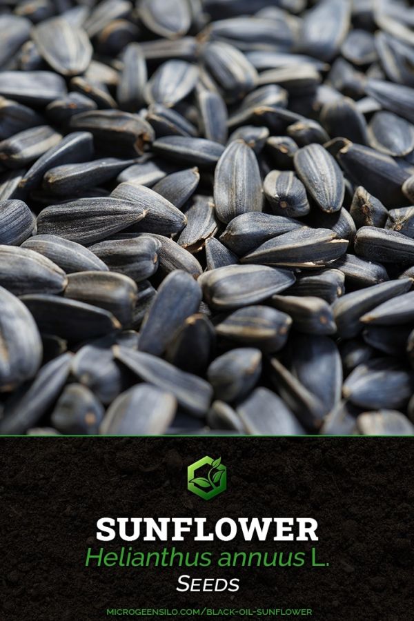 How To Grow Black Oil Sunflower Microgreens Quick & Easy