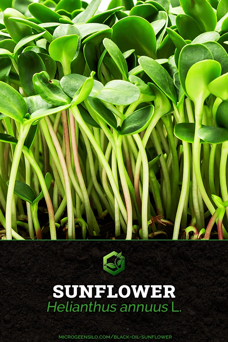 Black Oil Sunflower Helianthus annuus Microgreens
