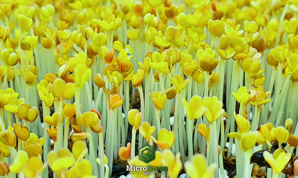 china rose microgreens after weight has been removed