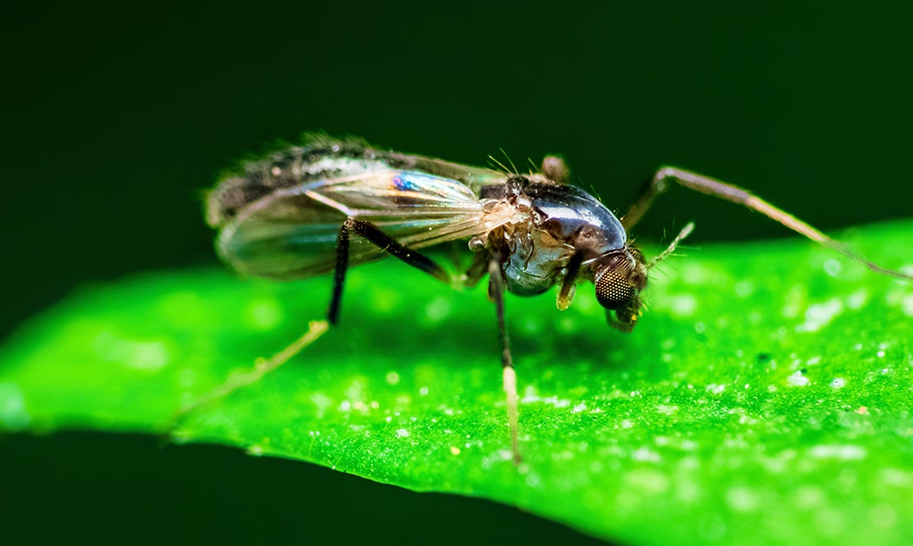 Small fungus gnat on a green leaf