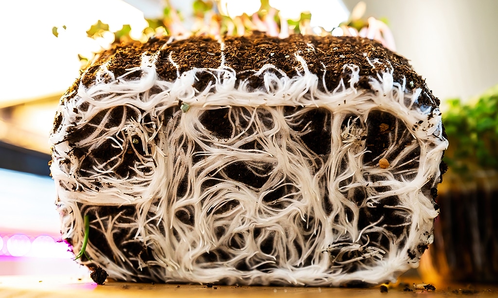 Healthy root structure on microgreens