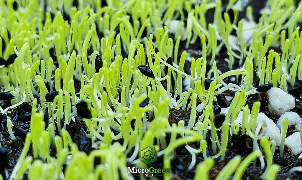 Leek microgreens sprouting