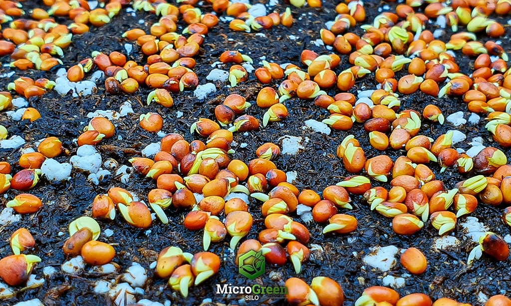 radish seeds germinating and showing good seed-to-soil contact